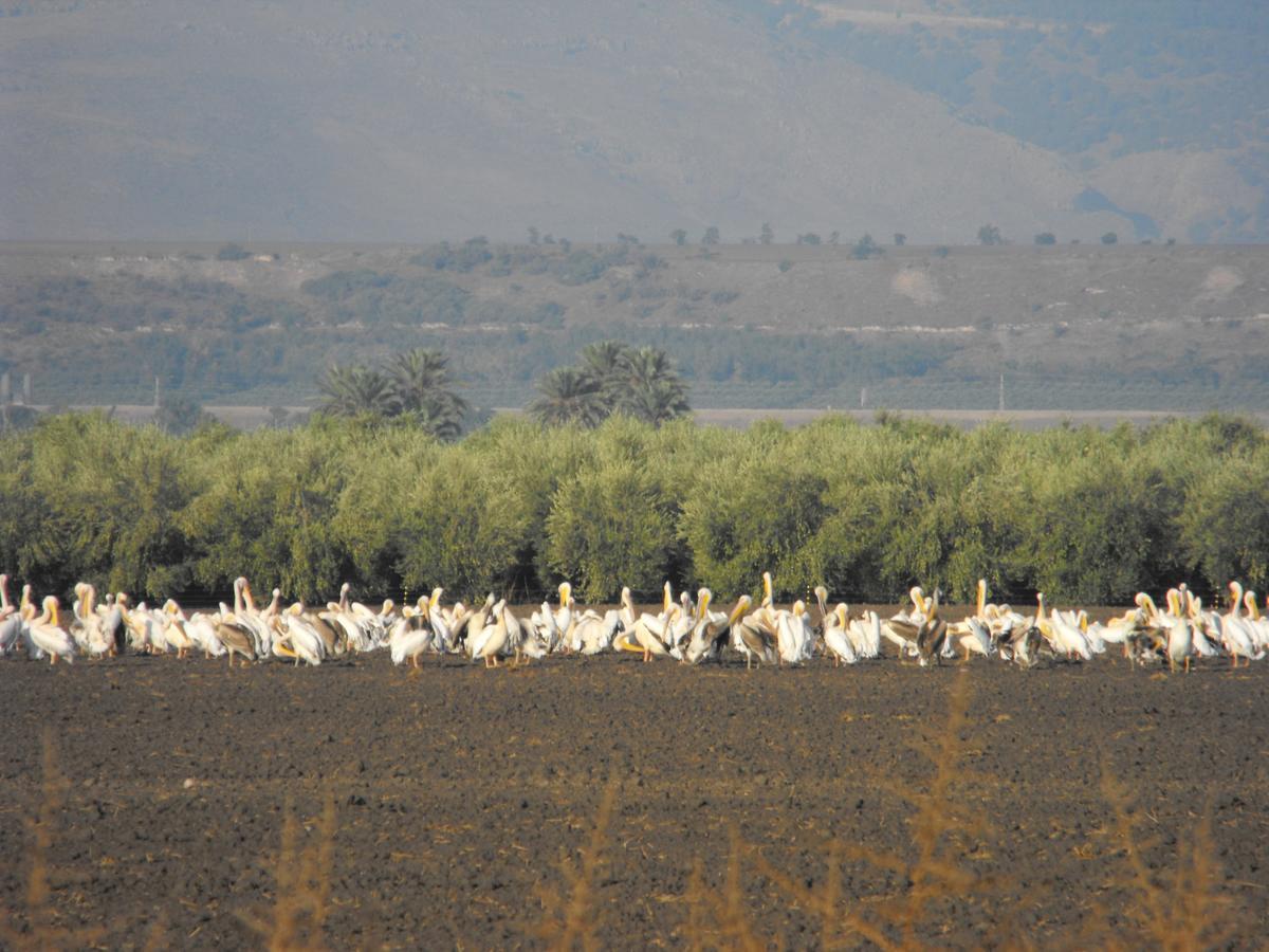 Jordan Valley Birding Lodge Kefar Ruppin Exterior photo
