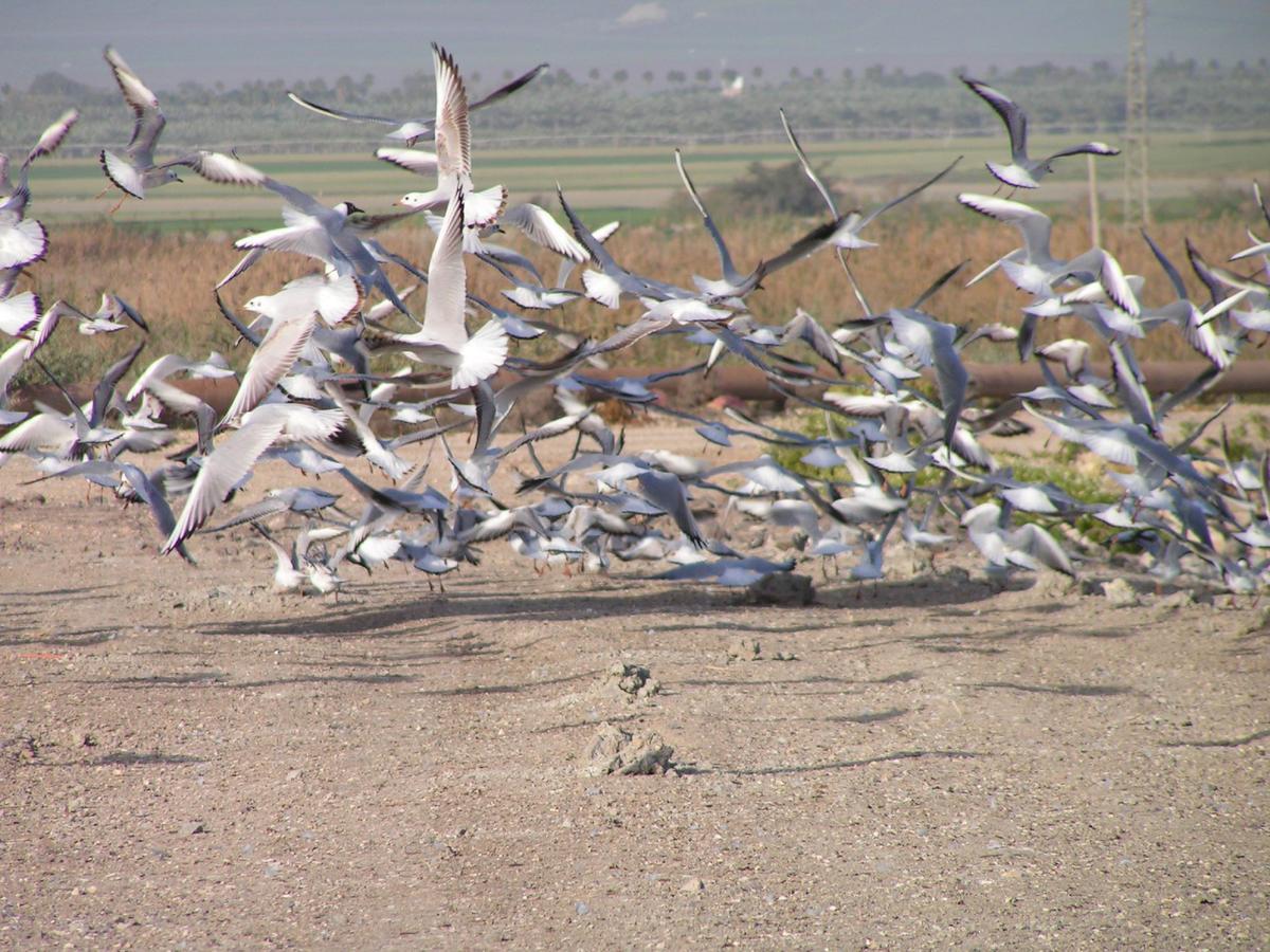 Jordan Valley Birding Lodge Kefar Ruppin Exterior photo